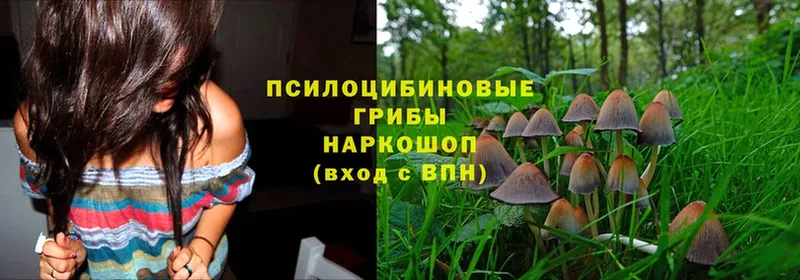 Псилоцибиновые грибы Psilocybine cubensis  OMG ONION  Киреевск 